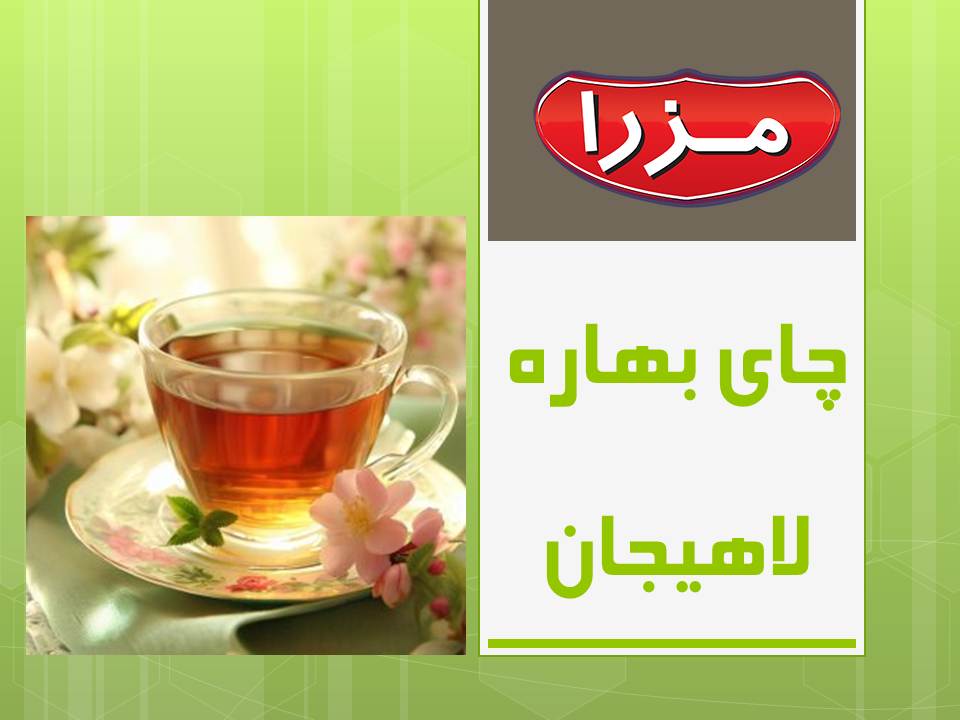 چای بهاره لاهیجان 1403مزرا چای بهاره لاهیجان 1403مزرا