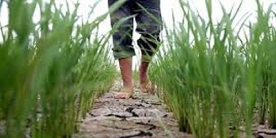 تامین نهاده و تسهیلات ارزان قیمت برای کشت برنج با خشکه کاری تامین نهاده و تسهیلات ارزان قیمت برای کشت برنج با خشکه کاری
